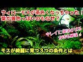 ウィローモス 苔 114201-ウィローモス 苔取り