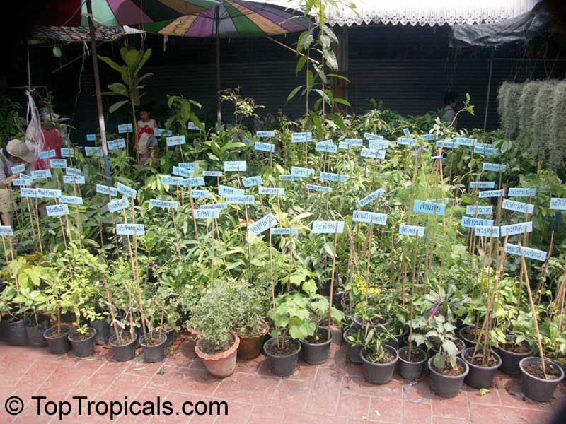 Thailand: Chatuchak (Jatujak) Plants Market in Bangkok ...