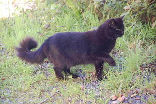 raven hunting