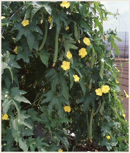 グリーンカーテンは花 野菜 果物どれにする 種類別おすすめ植物は Lettre Du Nature