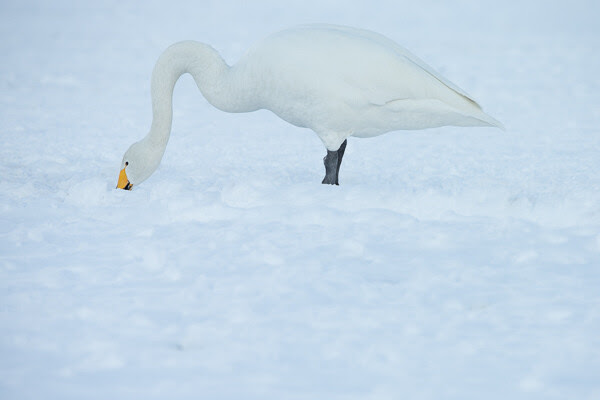 MBP Hokkaido 20140221 0212
