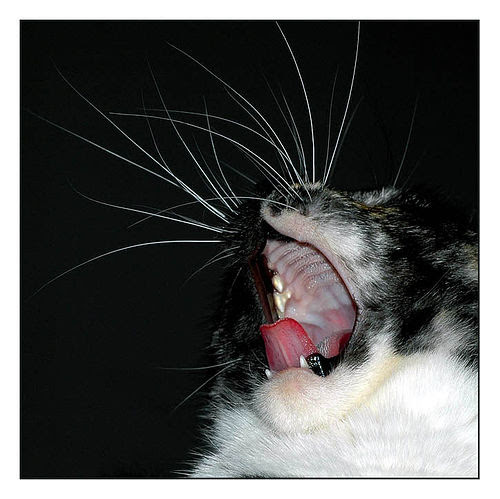 Yawny cat