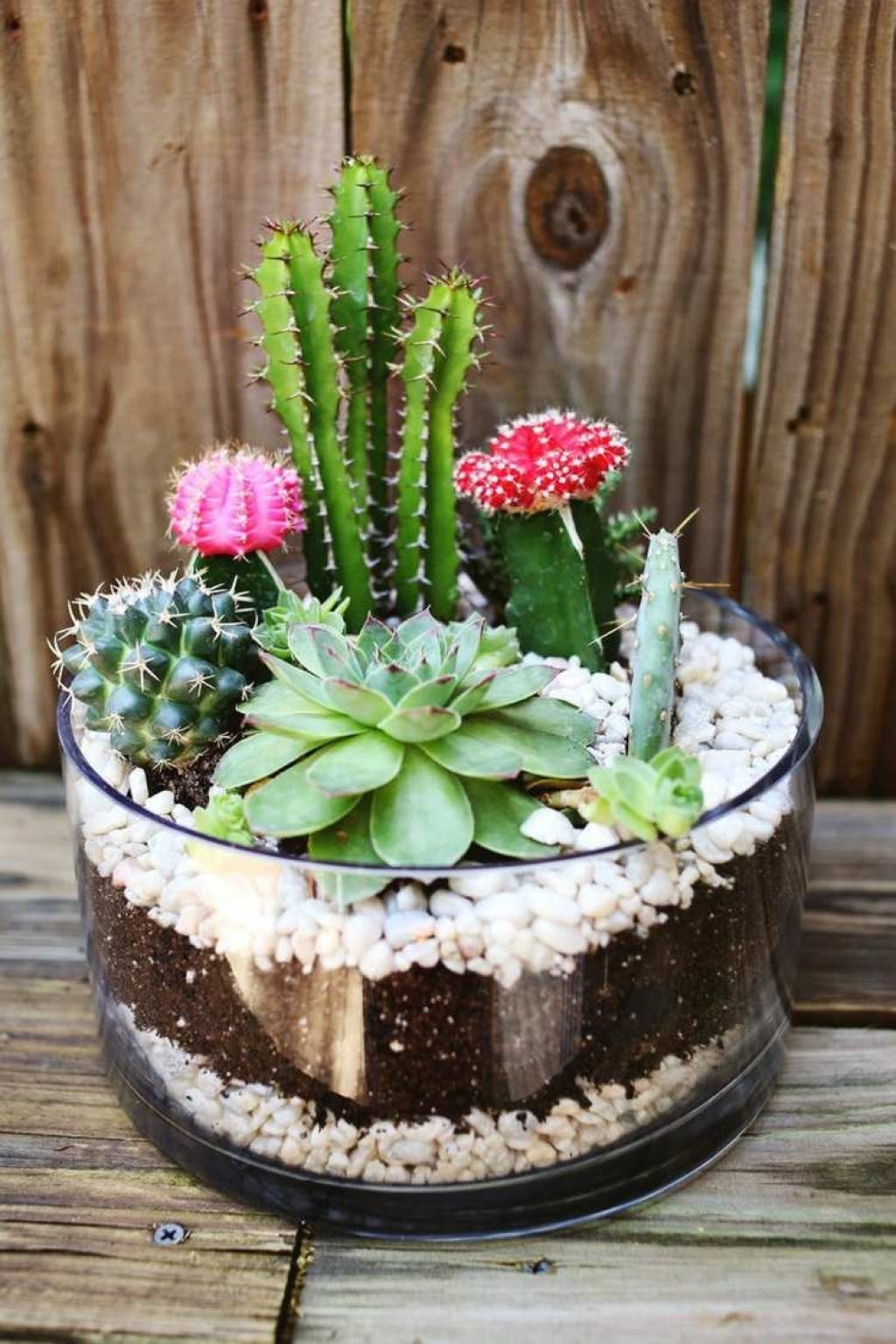 Having Too Many Succulents? Create Stunning DIY Decoration ...