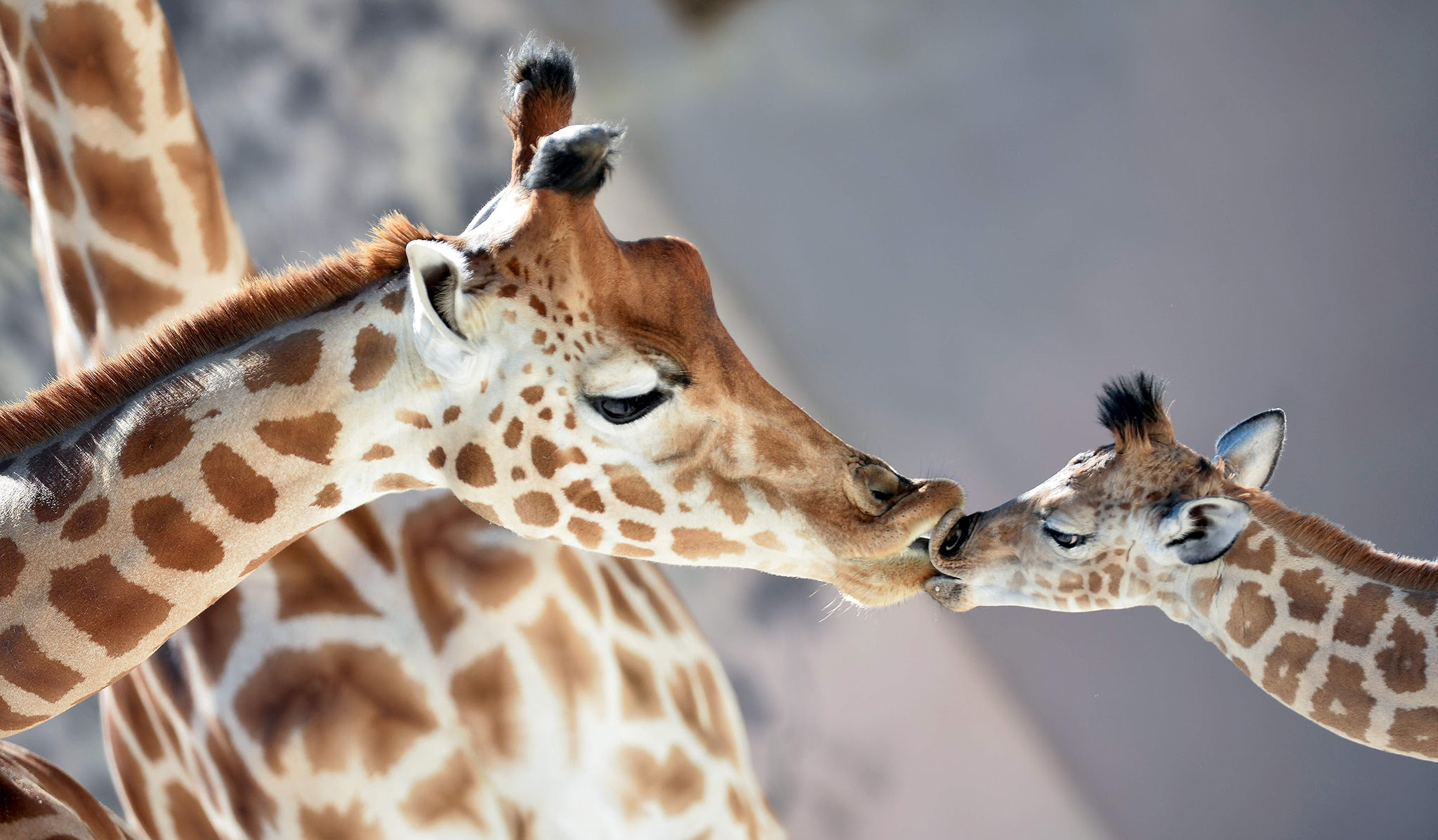 Baby giraffe of Niger (Giraffa Camelopardalis) "Kenai" (R), born on August 25, 2016, kisses his mother "Dioni" on August 31, 2016 at the zoo of La Fleche, northwestern France. / AFP PHOTO / JEAN-FRANCOIS MONIERJEAN-FRANCOIS MONIER/AFP/Getty Images
