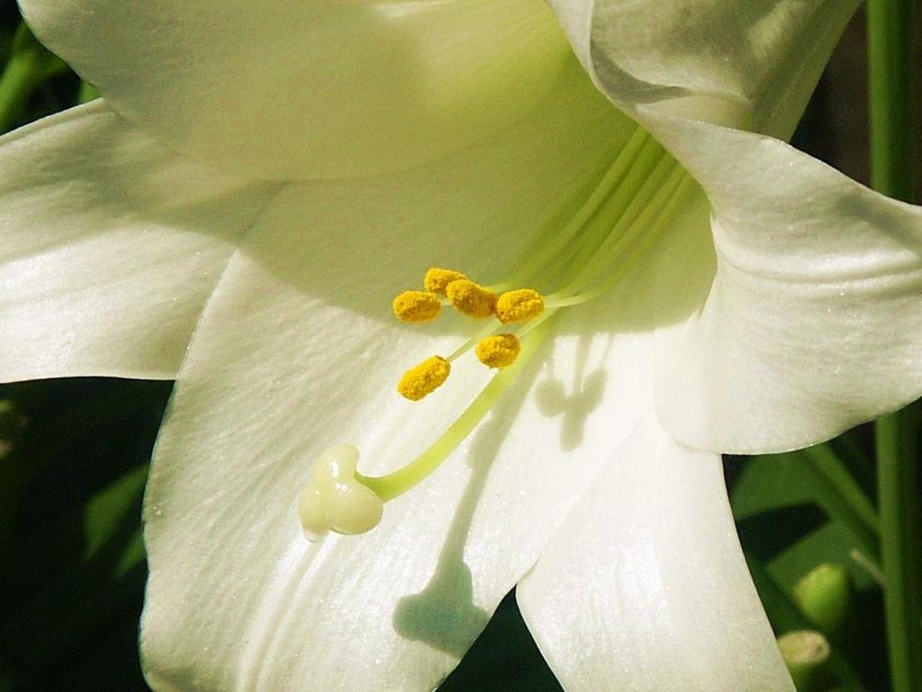 白百合花自然白色高清壁纸 高清图片 壁纸 自然风景 桌面城市