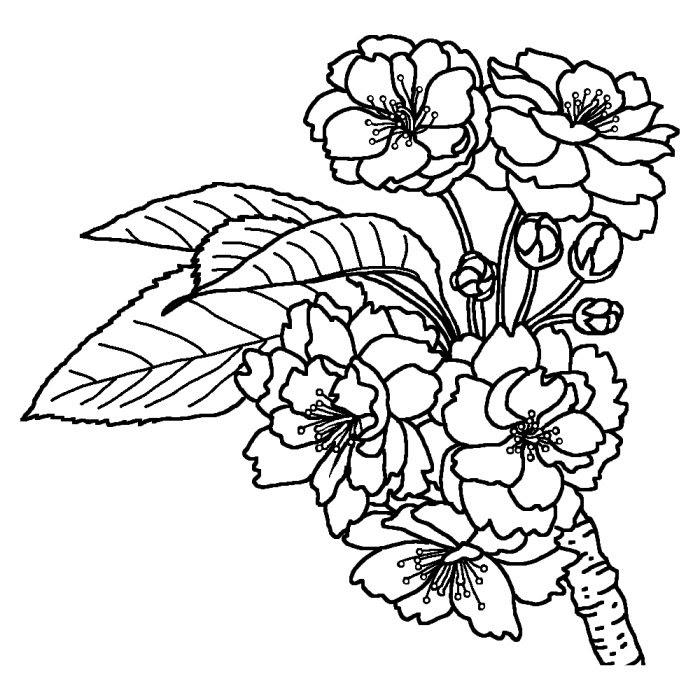 ナラヤエザクラ 奈良八重桜 白黒 奈良県の花 都道府県の木 花 鳥イラスト素材