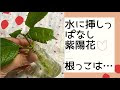 [最も共有された！ √] 挿し木 水栽培 129943-金のなる木 挿し木 水栽培