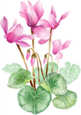シクラメンの花言葉 由来は お見舞いに厳禁の花 春夏秋冬