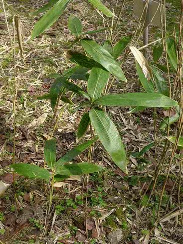 竹 笹 鹿児島県 県民の森 自然がいっぱい緑へ飛び出そう