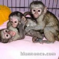 J Offre Mon Bebe Singe Capucin E Mail A Vendre A Nanterre Loisirs Animaux