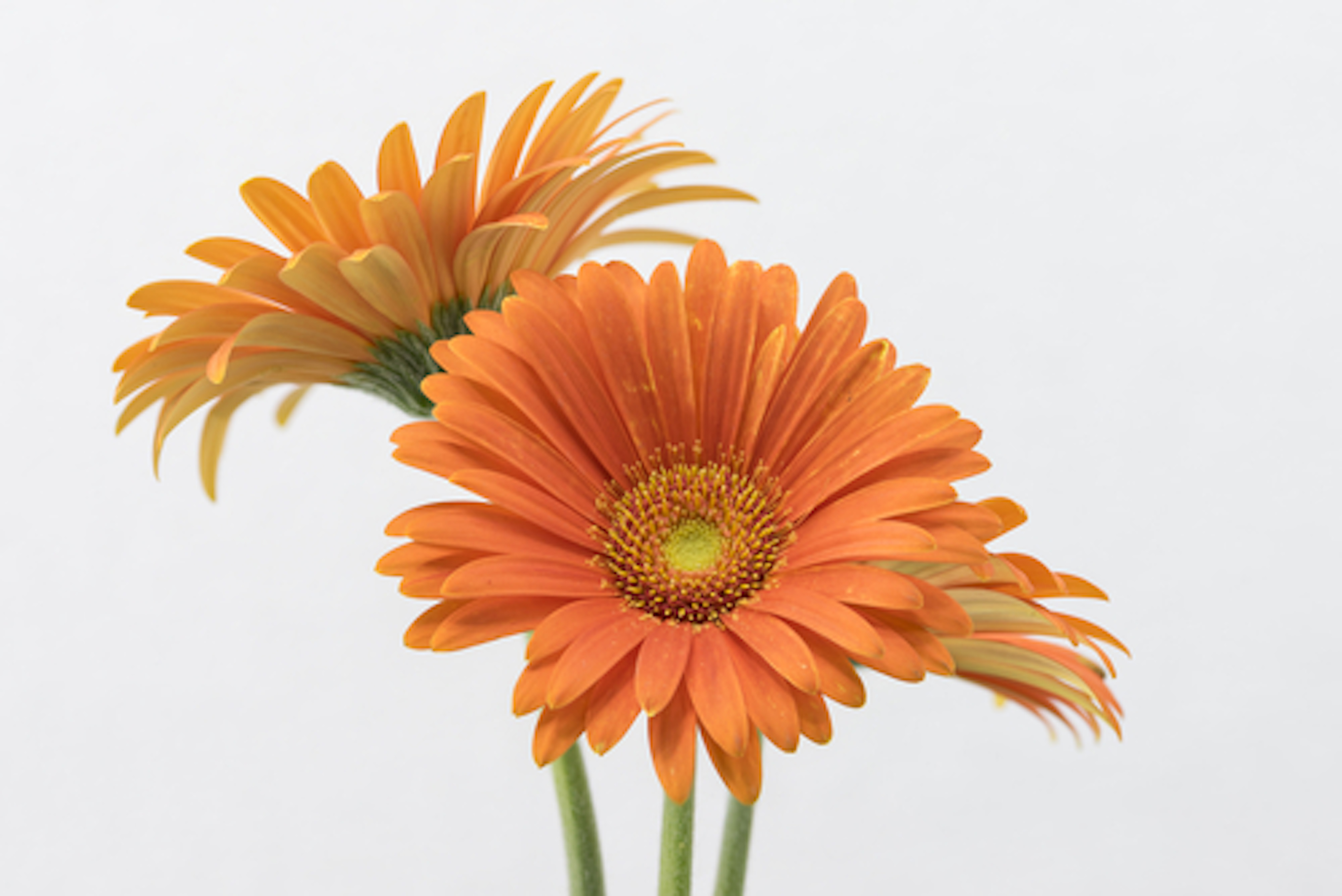ガーベラの花言葉と本数について 植物navi