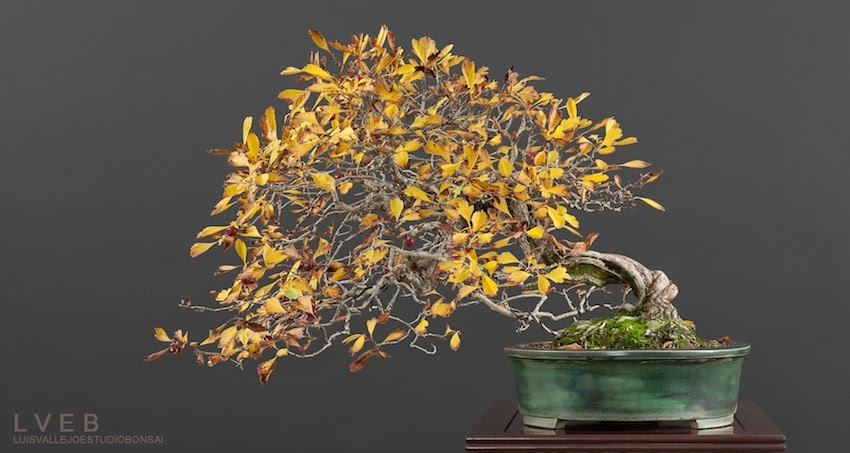 Crataegus Bonsai tree