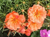 ７月２７日の誕生花 マツバボタン 松葉牡丹 の花言葉 忍耐 短気な青年に 温和 を教えた 無邪気 なツメキリソウ 爪切草 弥生おばさんのガーデニングノート 花と緑の365日 楽天ブログ