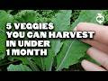 5 Fast Growing Veggies You Can Harvest in Under 1 Month