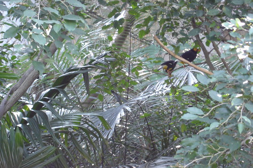 Aviary 5