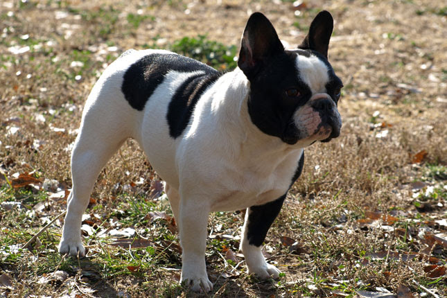 French Bulldog Puppies for Sale from Reputable Dog Breeders
