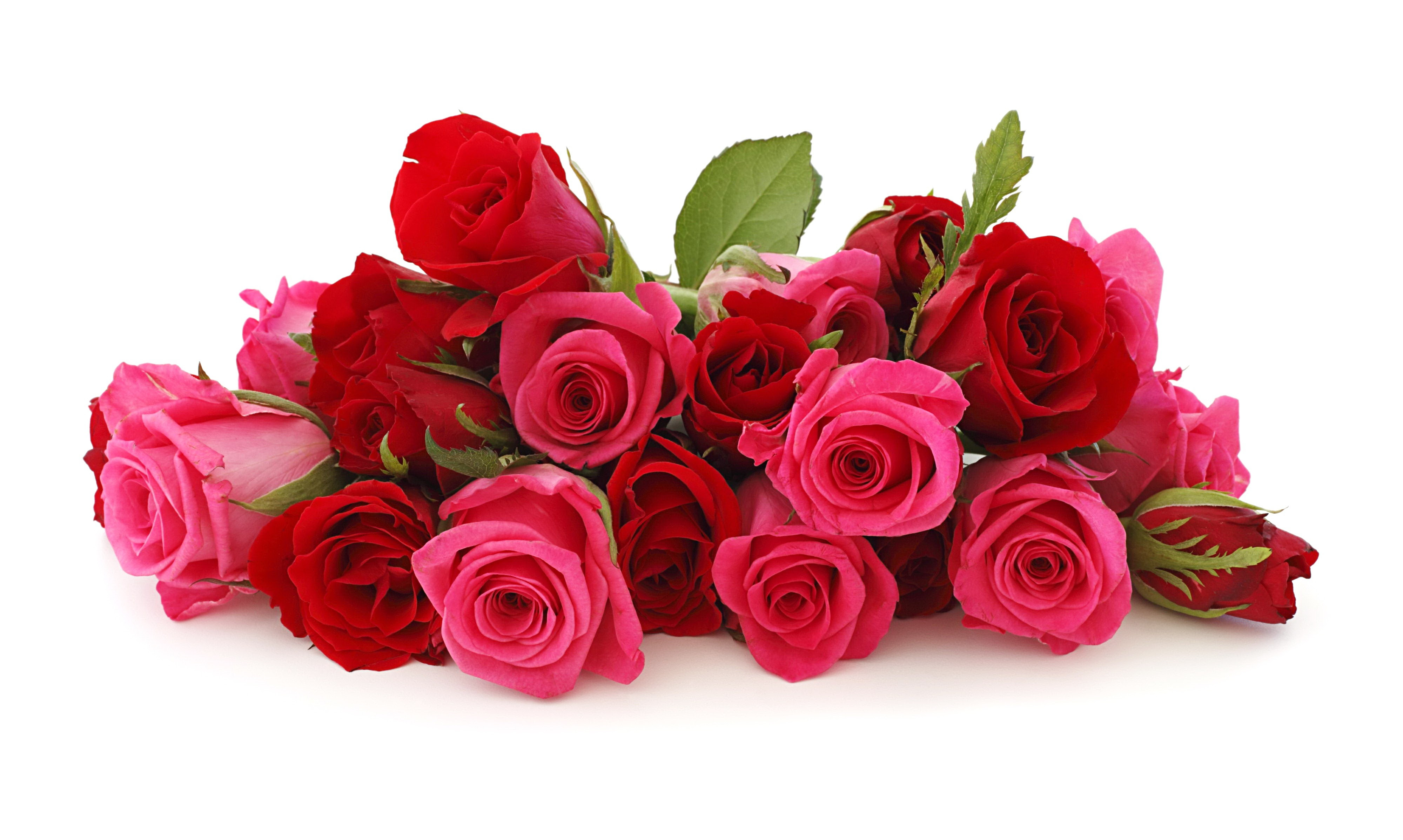 Rose HD Background Wallpaper 15378 Baltana