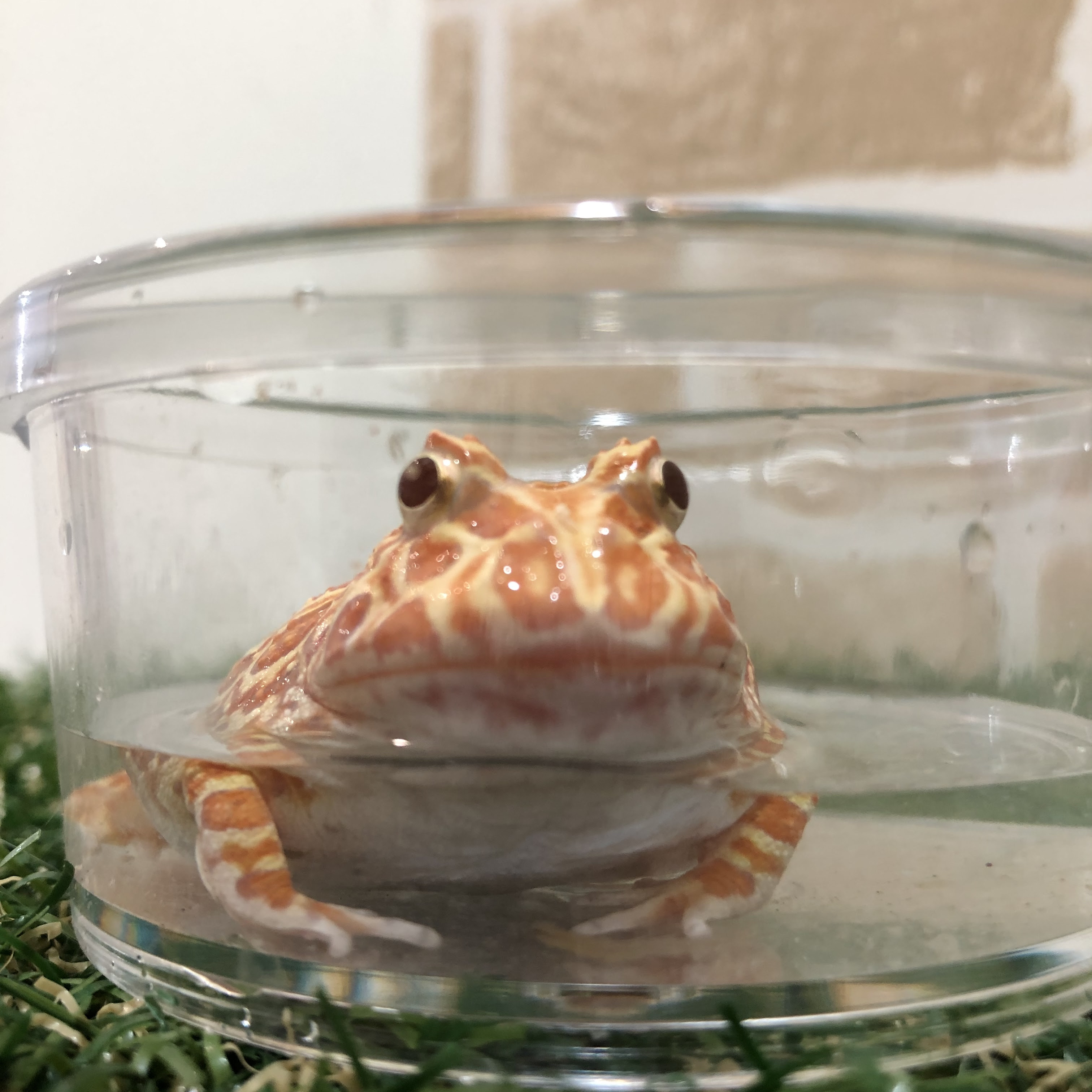 クランウェルツノガエル ペットショップ Aペット