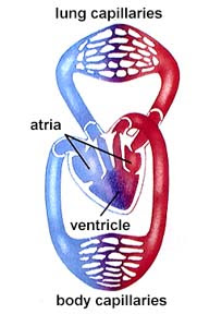 Circulatory Systems