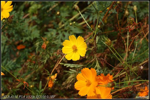 DSC03651_nEO_IMG