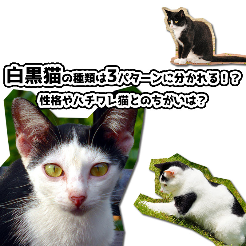 白黒猫の種類は3パターンに分かれる 性格やハチワレ猫とのちがいは