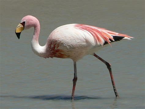 jamess flamingo wikipedia