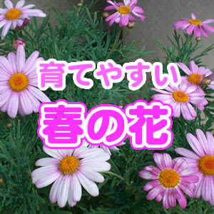 育てやすい花 春の花 夏の花 秋の花 冬の花