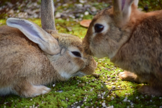 うさぎの発情とは 発情期のオス メスの行動 症状 対応の仕方は