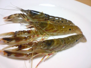 食いしん暴 テッポウエビ