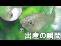 モーリー 熱帯魚 妊娠 270892-モーリー 熱帯魚 妊娠