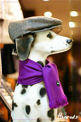 おしゃれ犬 Atelier Pom