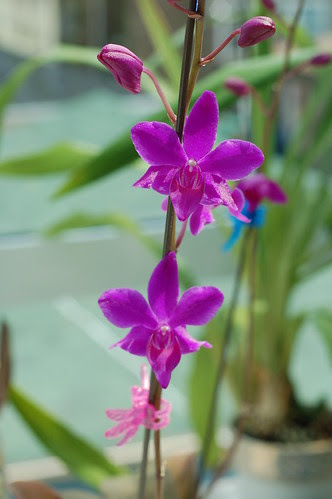 Dtps. Fire-Cracker 'Malibu'