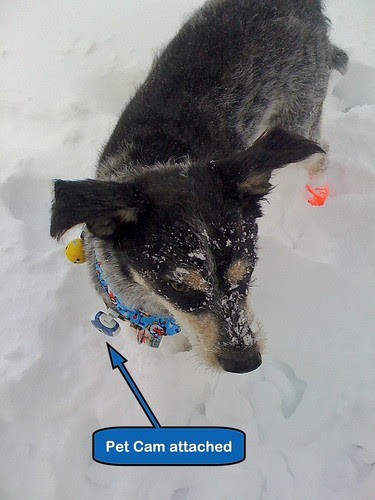 Pet cam