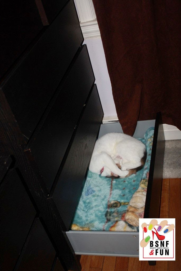  photo Cat Drawer_zpsohbzu1hv.jpg