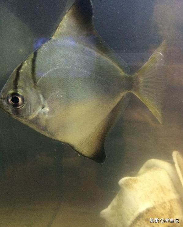 汽水魚飼養的注意事項雜談 魚缸里養淡化的海水魚 不要太簡單 每日頭條