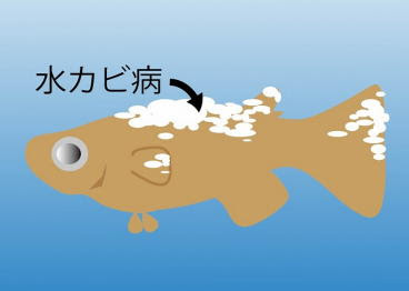 メダカの病気 花小屋