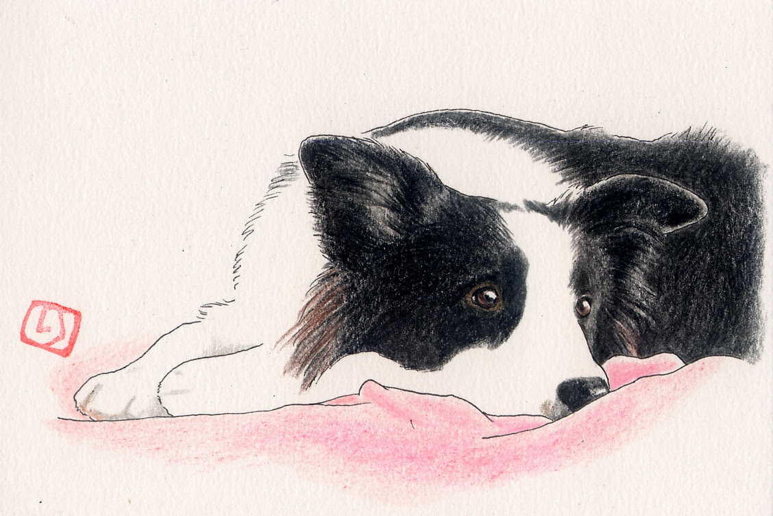 Justy Houseのイラスト集ボーダーコリー