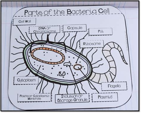 cells organelles processes interactive notebook activity
