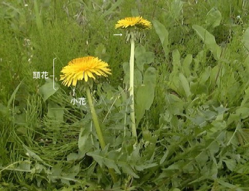 タンポポとその仲間たち