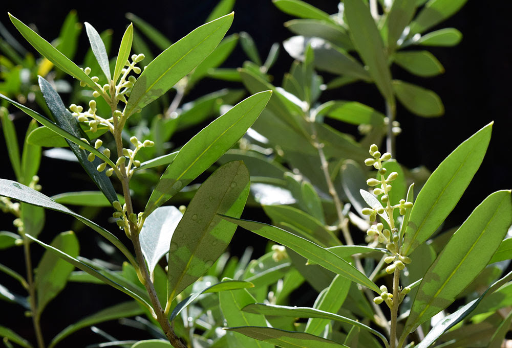 オリーブの木の開花と受粉の季節 Kobiのシークレットガーデン 観葉植物 多肉植物の育て方