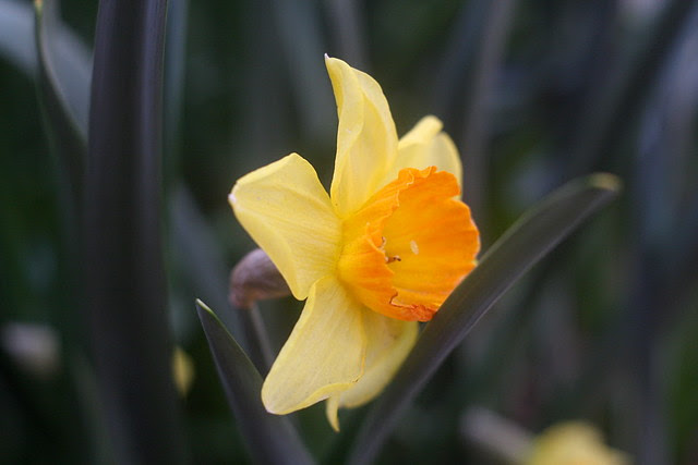 daffodils, sw 5th & pine