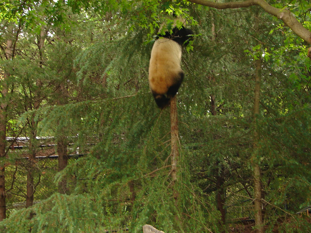 Zoo Atlanta Wild Encounter Apr 2012 006