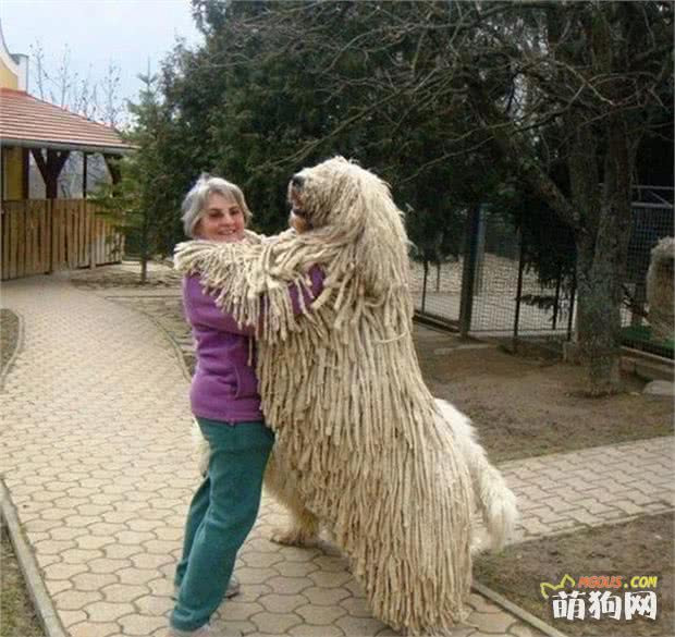 世界上体型最大的10个犬种 许多品种 你还以为是串串 我的边牧爱犬 萌狗网移动版