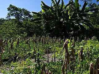 Typical Central American milpa