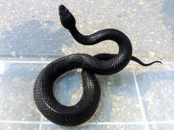 黒い蛇の正体を探る 身近に潜む黒蛇を徹底解明