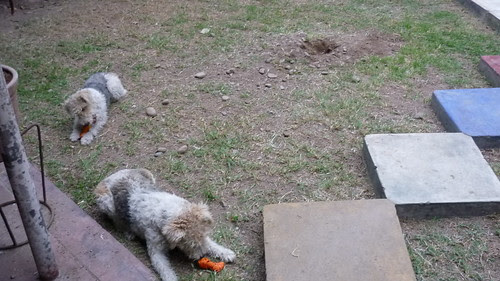 Extrañando a Lassie (by javi270270)