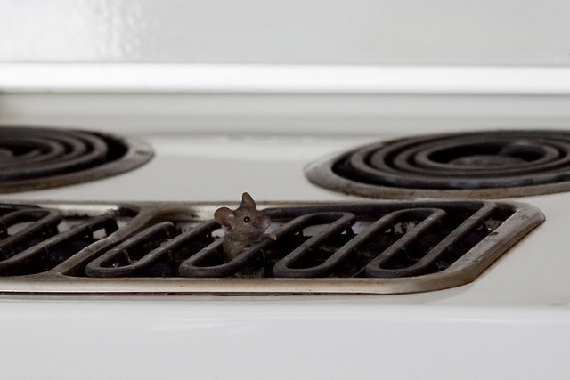 Peeking Stove Mouse | Flickr - Photo Sharing!