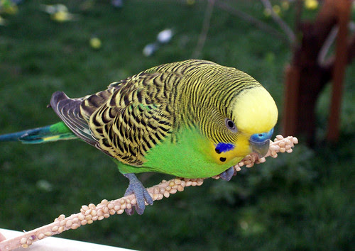 Birds_9510
