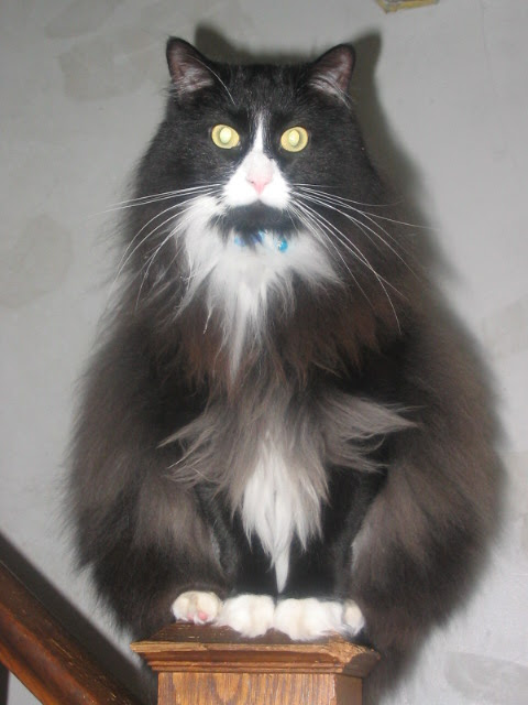 color hair gray for young Cats Cute Haired Adoption Cat Tuxedo Long color hair gray for young Cats Cute Haired Adoption Cat Tuxedo Long
