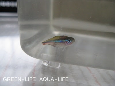 水カビ病発症 Green Life Aqua Life